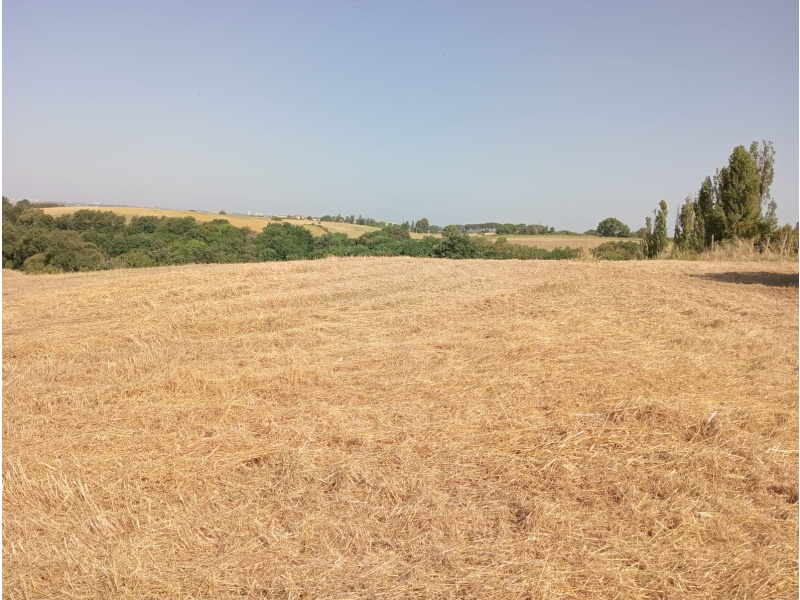 Tipologia Immobile: terreno agricolo Provincia: latina Comune: aprilia Località: casalazzara Indirizzo: Via dei Rutuli
