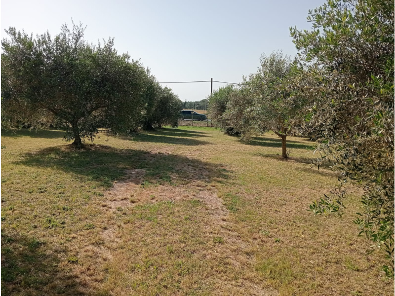 Tipologia Immobile: terreno agricolo Provincia: latina Comune: aprilia Località: casalazzara Indirizzo: Via dei Rutuli