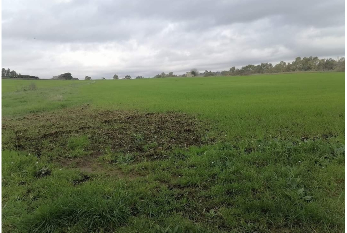 Tipologia Immobile: terreno agricolo Provincia: roma Comune: bracciano Località: vigna di valle Indirizzo: Via Braccianese Claudia