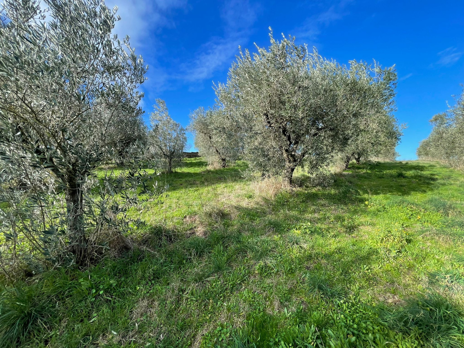 Tipologia Immobile: terreno agricolo Provincia: viterbo Comune: monterosi Località:  Indirizzo: Via Marcello Paris