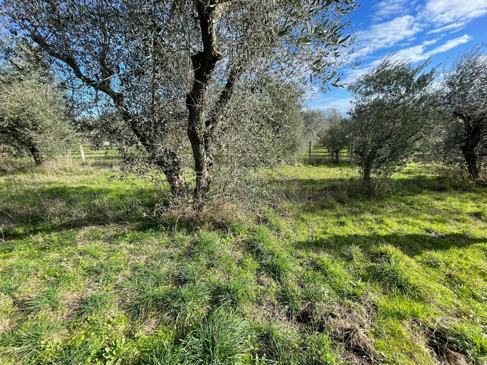 Tipologia Immobile: terreno agricolo Provincia: viterbo Comune: monterosi Località:  Indirizzo: Via Marcello Paris