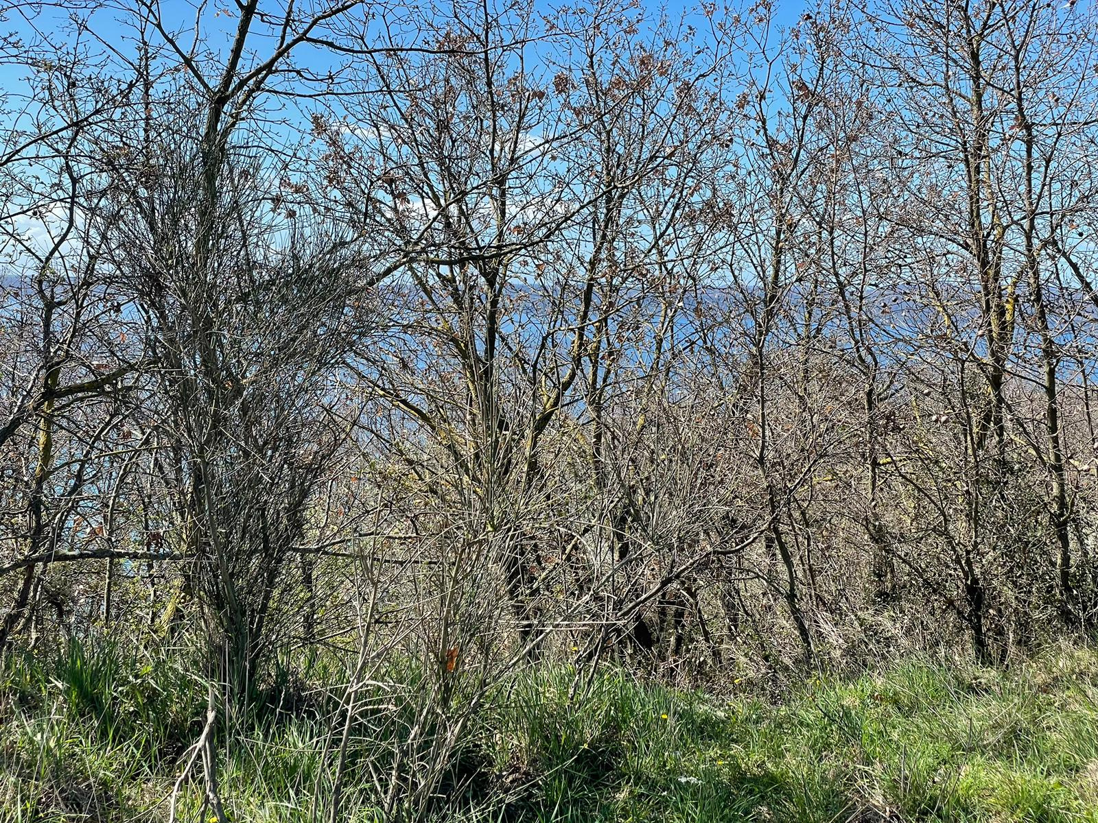 Tipologia Immobile: terreno agricolo Provincia: roma Comune: trevignano romano Località:  Indirizzo: Via della Madonnella