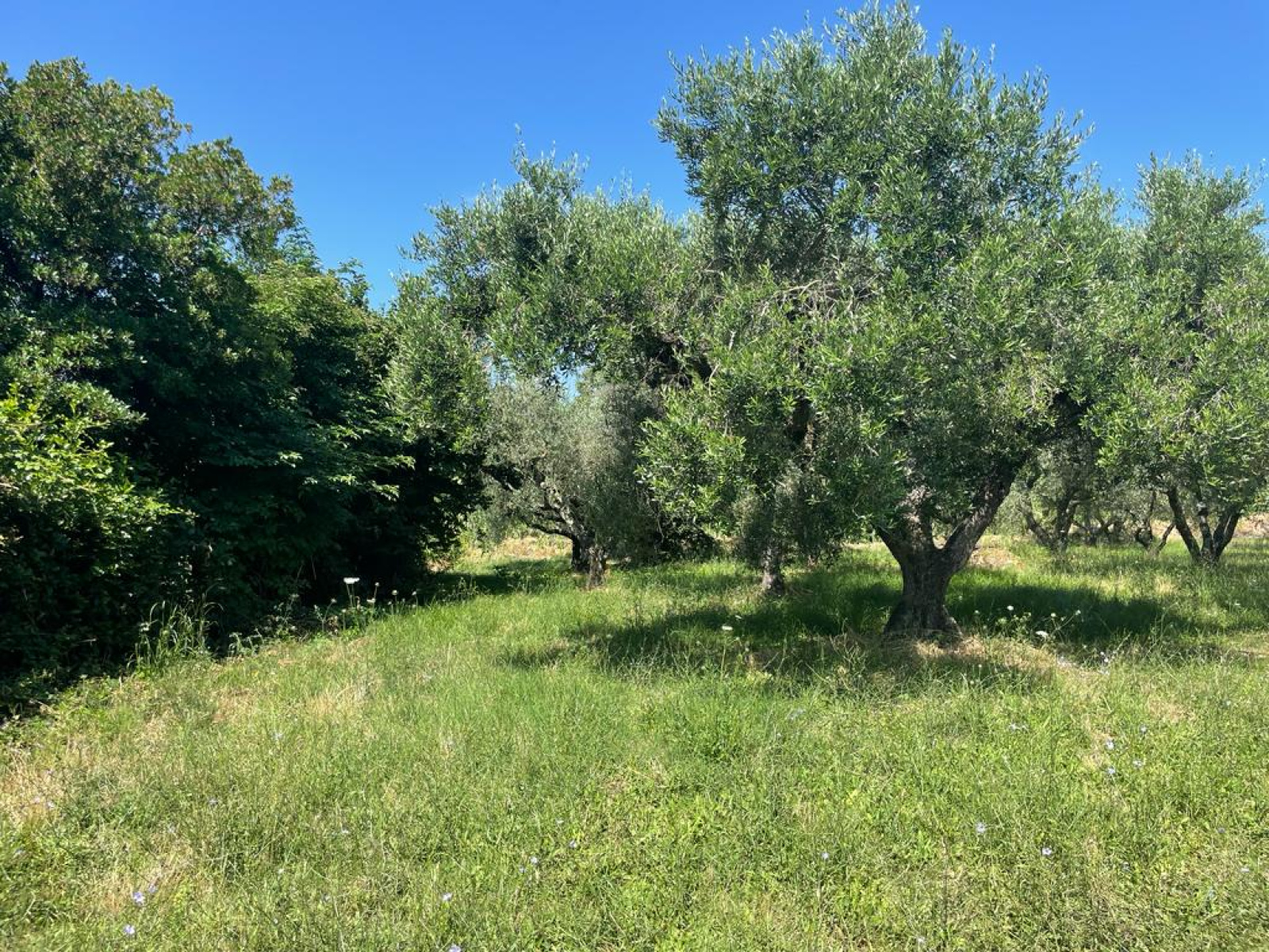 Tipologia Immobile: terreno agricolo Provincia: roma Comune: trevignano romano Località:  Indirizzo: Via degli Spalletoni
