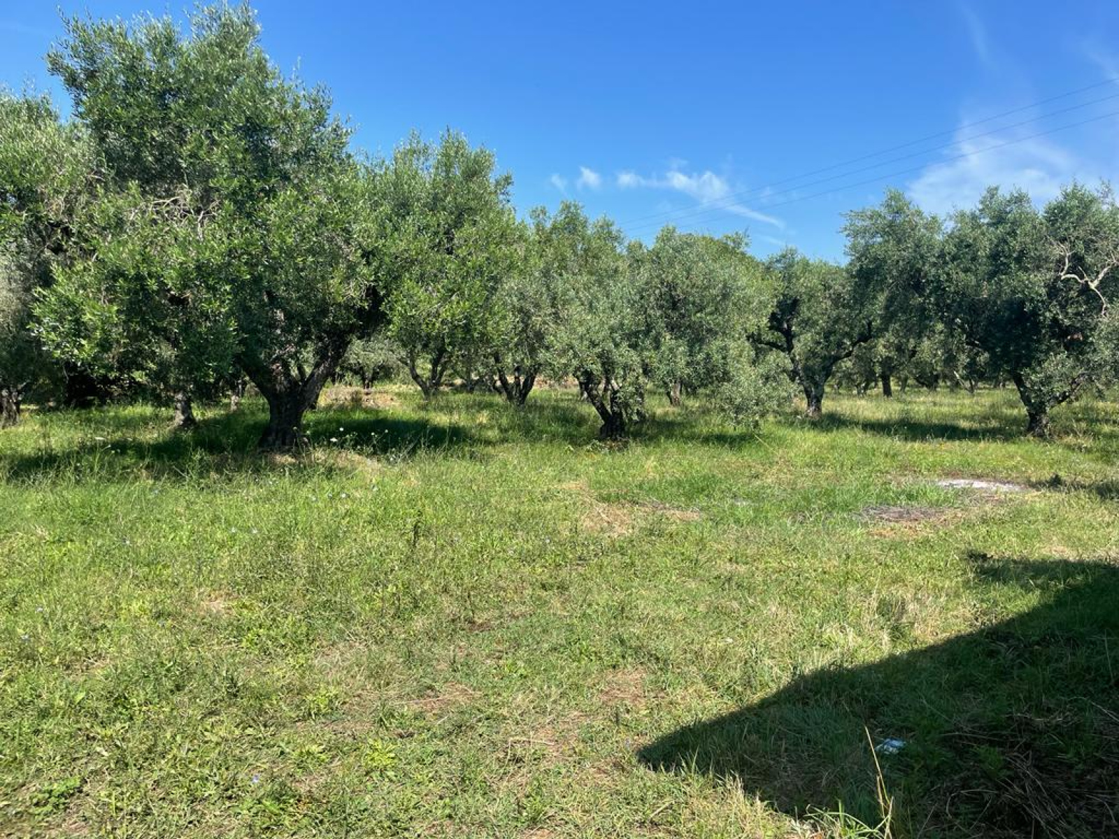 Tipologia Immobile: terreno agricolo Provincia: roma Comune: trevignano romano Località:  Indirizzo: Via degli Spalletoni